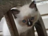 Ragdoll kittens