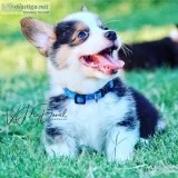 AKC Reg Pembroke Welsh Corgi Male&rsquos born on June 6th
