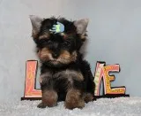 Toy Yorkie Puppy Boy (Zara)