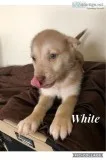 Shepard  husky
