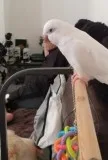 Galla and White Cockatoo s ready