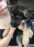 Westamin German Shepherd puppies