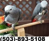 Healthy  raised pure  African Grey Urgent birds