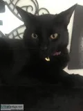 Black cat