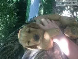 Golden Retriever puppies