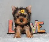 Micro Tiny Teacup Yorkie Puppy Girl (Alice)