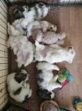 adorable maltese pups