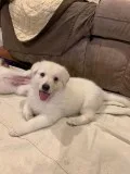 AKC Registered White German Shepherd