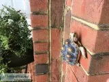Red footed tortoise