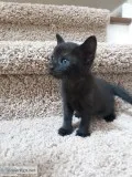 Black Tiger Tabby Kittens