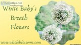 Order Baby s Breath Flower in Bulk for Special Events