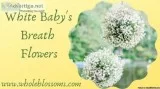 Order Baby s Breath Flower in Bulk for Special Events