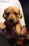 Lhasahunds Dachshund x Lhasa Apso