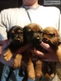 Dachsagles Dachshund x Beagle