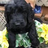 Goldedoodles