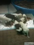 Cuteplayful 3 in half weeks old pitbulls