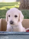 Labradoodle