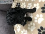 Adorable Yorkipoo Puppies