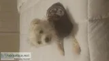 14 yr old Maltese