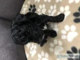 Adorable Yorkipoo Puppies