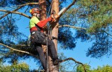 Richmond Hill Tree Removal
