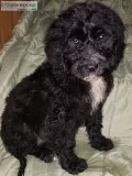 Saint Bernard Poodle pups