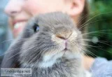 Pedigreed Dwarf Holland Lop Babies