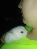 baby rabbits
