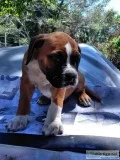 Boxer Puppies