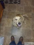 Akc registered golden retrievera
