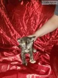 Free kittens