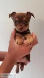 Female Chocolate Sable Chihuahua Puppy