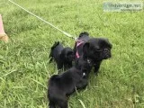 Pug puppies for sale