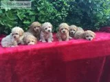 Mini Poodle Puppies For Sale in Tulsa