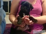Black Male Pug Puppy