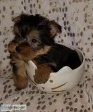 Tiny Yorkies