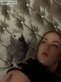 khafi  African Greys N Talking Inc Cage N Toys