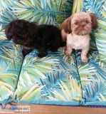 Shih tuz