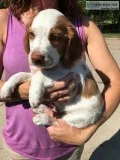 AKC Registered Brittany Puppies