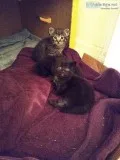 Free kittens