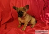 Chorkie Puppies