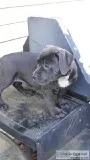 Bully puppies