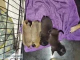 pug puppies