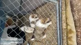 Lassie collie puppies
