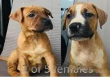 Pitbull Puppies
