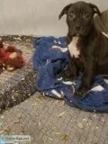 American bully puppies