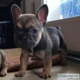 French bulldog