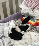 AKC Black Toy Poodles 2 weeks old