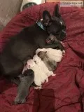 French Bulldog Puppies