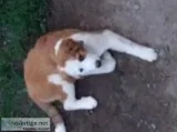Bernese Pyrnese pups for sale